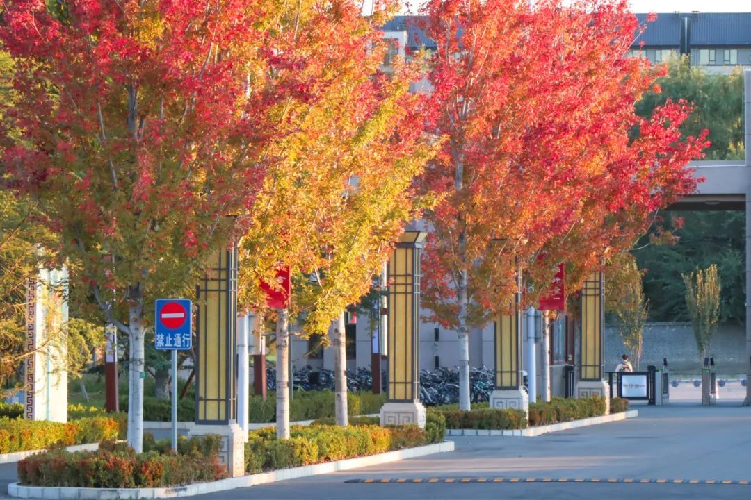 終于等到金色的你