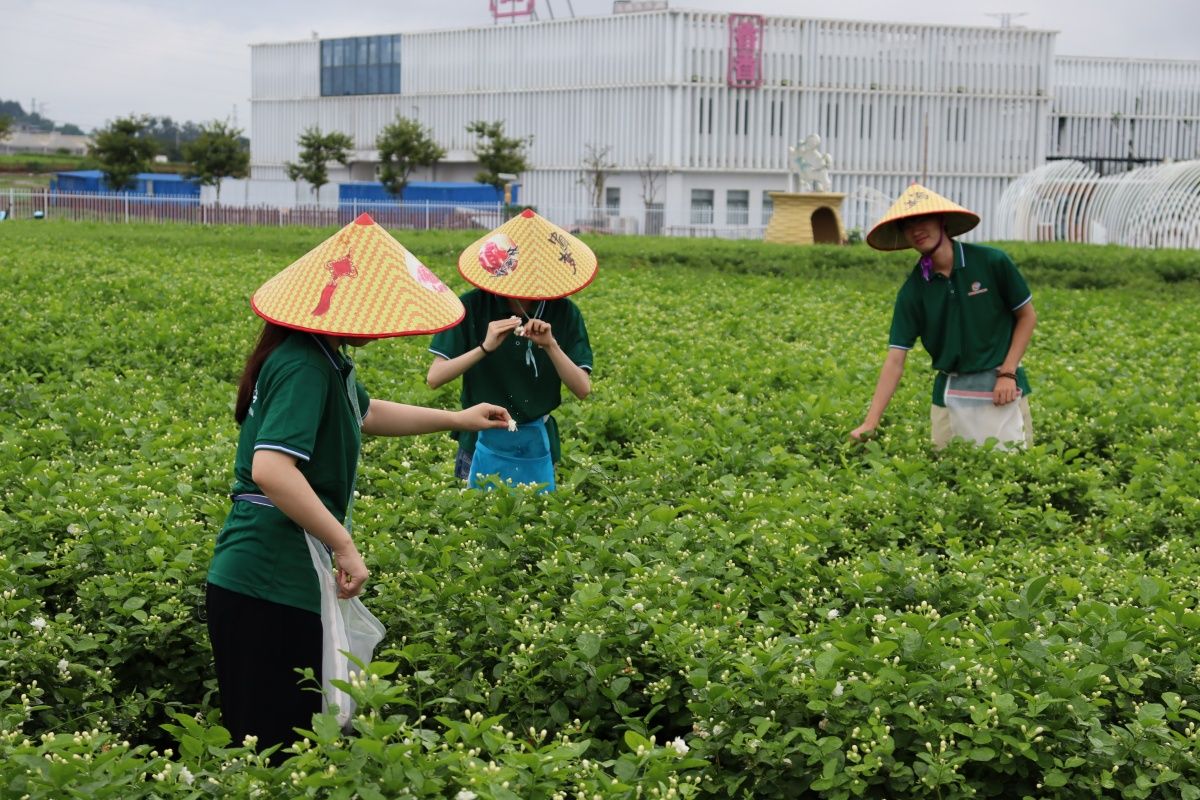 知行中華 | 行走花田，同音筑夢 實踐團赴橫州市調研茉莉花產業振興路