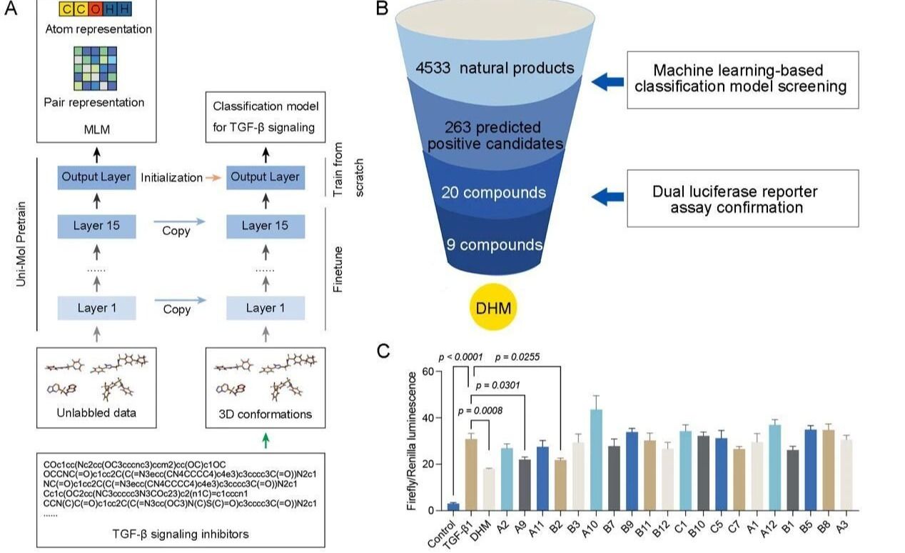 《Engineering》| 機器學習:王昊團隊聯合游雪甫、楊信怡團隊構建AI模型解析二氫楊梅素抗肺纖維化機制