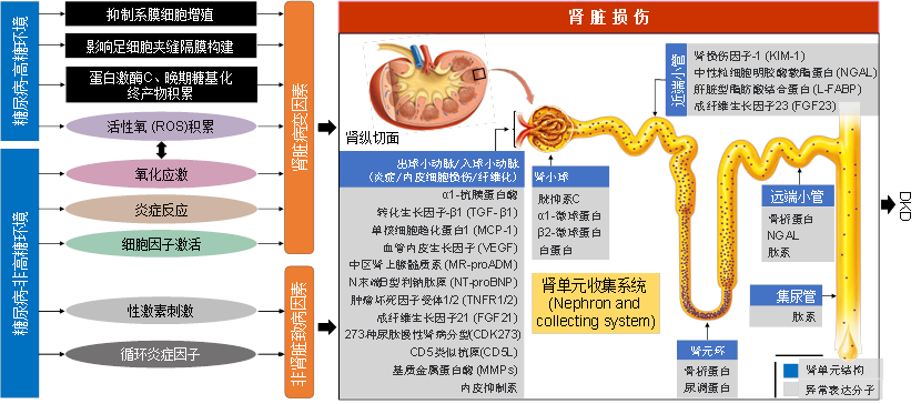 生命與環(huán)境科學(xué)學(xué)院王曉東教授團(tuán)隊(duì)在《中國科學(xué)：生命科學(xué)》發(fā)表文章